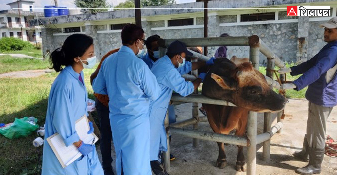 लम्पी स्किनले मरे २६ हजार पशुचौपाया, ६ लाख सङ्क्रमित